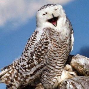 Meet your Posher, Dawn